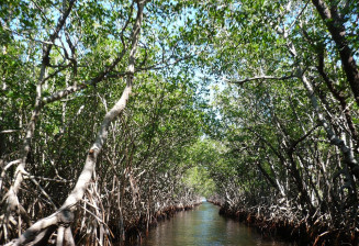 Mangrove