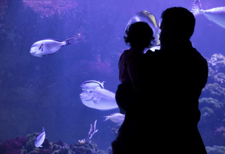 Aquarium tropical