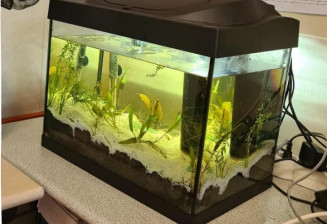 Un aquarium en classe
