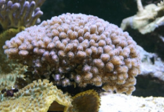 Corail chou-fleur
