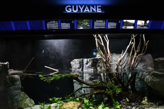 Espace consacré à la Guyane à l'Aquarium tropical 