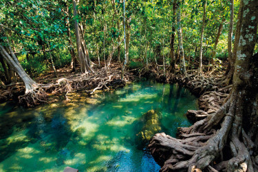Forêt_de_mangroves_de_krabi_Krabi_Thaïlande