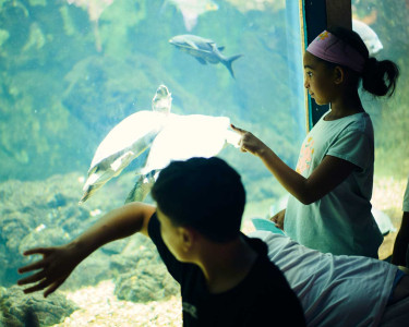 Enfants dans l'Aquarium
