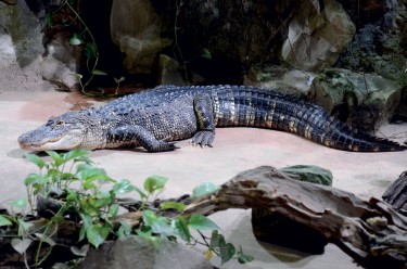 Alligator du Mississippi