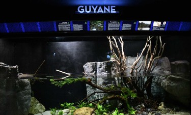 Espace consacré à la Guyane à l'Aquarium tropical 
