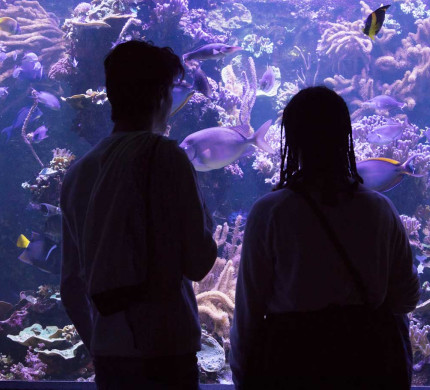 Deux personnes devant un aquarium